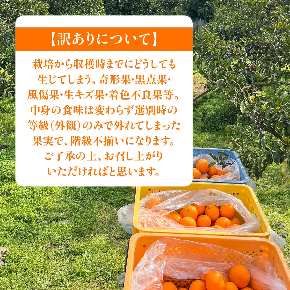 【先行予約】佐田岬　瀬戸内産　清見タンゴール【訳あり】約5㎏ IKTBM007