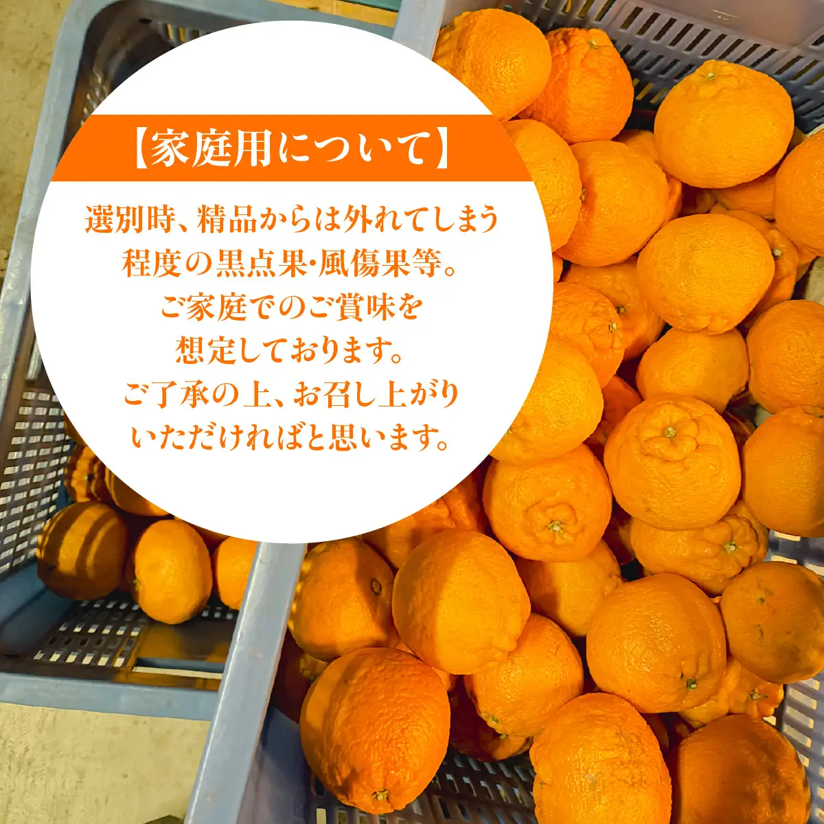 【先行予約】佐田岬　瀬戸内産　不知火【家庭用】約5㎏ IKTBM009