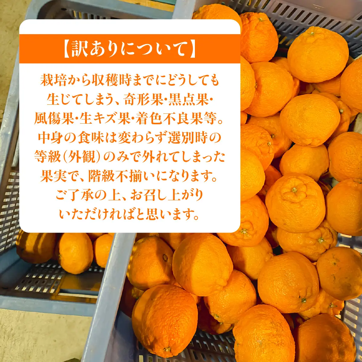 【先行予約】佐田岬　瀬戸内産　不知火【訳あり】約10㎏ IKTBM012