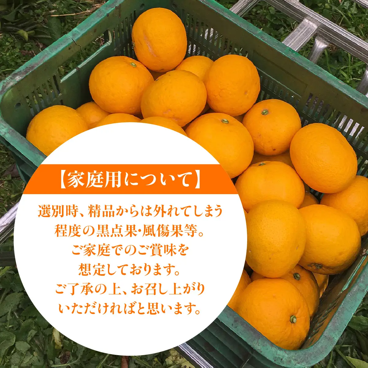 【先行予約】佐田岬　瀬戸内産　サンフルーツ【家庭用】約10㎏ IKTBM013