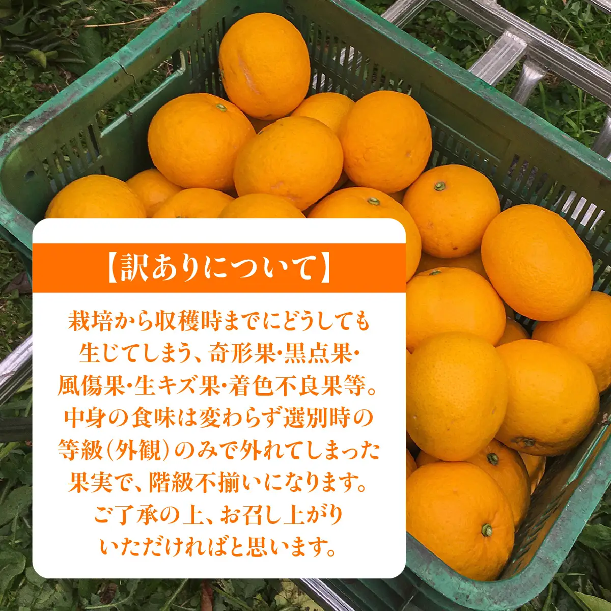 【先行予約】佐田岬　瀬戸内産　サンフルーツ【訳あり】約10㎏ IKTBM014