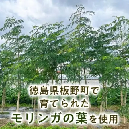 【毎日の食事に取り入れやすい】モリンガ茶(40g×1袋) モリンガパウダー(40g×1袋)　1セット【1742766】