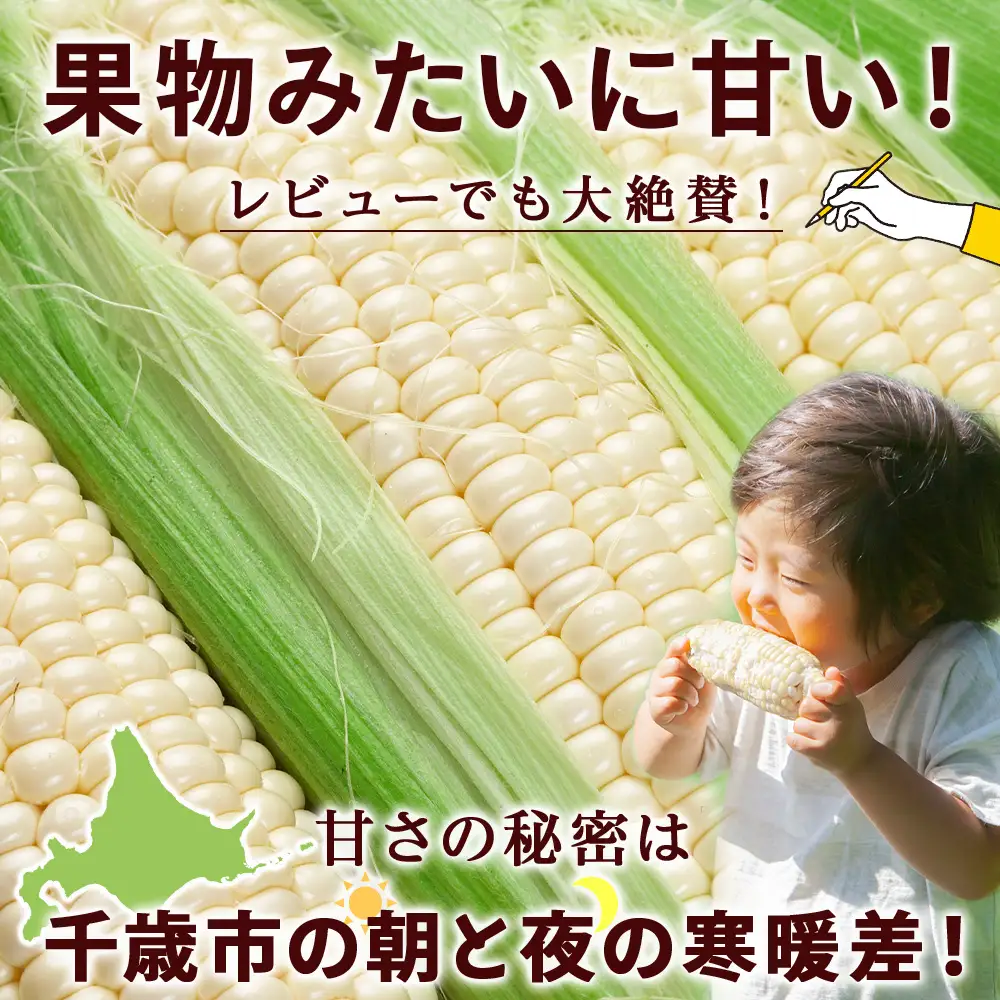 【2027年夏発送】白いとうもろこし ピュアホワイト L～2L 10本 恵千フーズ 【配送不可地域：沖縄】