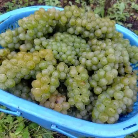Bozza di Sauvigunon(ソーヴィニヨン・ブラン:白ワイン)750ml×1本【1776537】
