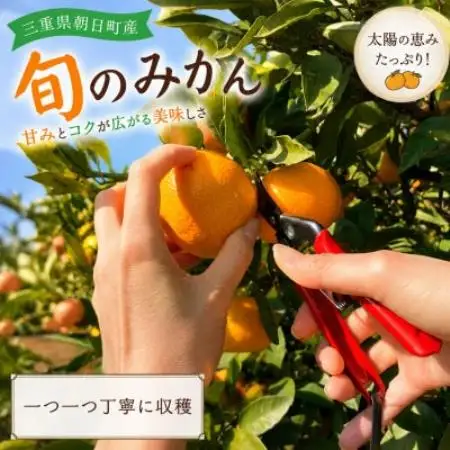 朝日町の太陽が育てた旬のみかん 約5kg　サイズ混合【2026年11月下旬より発送】【1753384】
