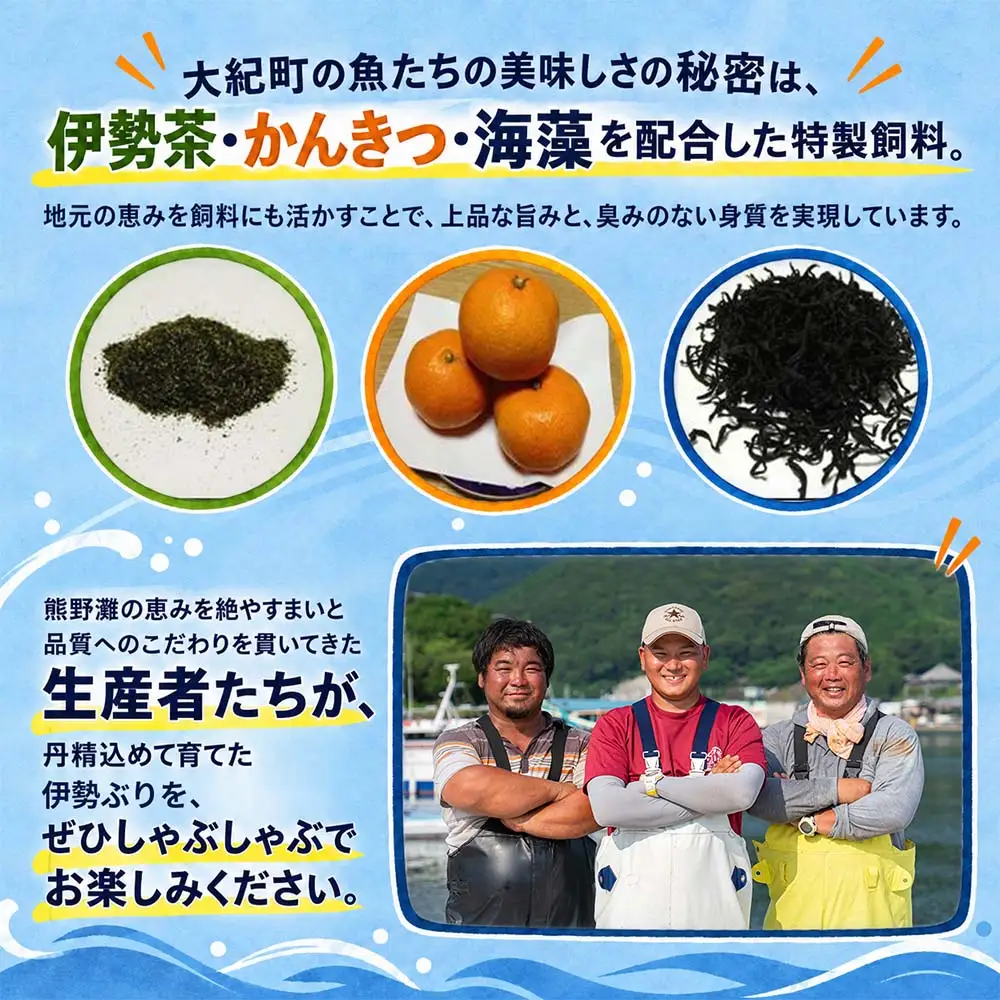（冷凍）【１月第４週発送】伊勢ぶり しゃぶしゃぶ セット 選べる配送月 約200g ／ 2人前 3人前 鰤 ブリ ひろめ付 冷凍 年内配送 年末 お取り寄せ 海鮮 魚 ギフト 鍋 海産物 水産物 三重県 大紀町