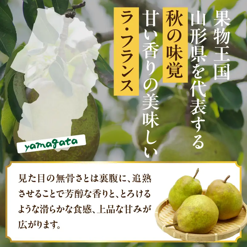 山形県産洋梨 ラ・フランス 秀品 約3kg【2026年11月上旬頃～発送予定】 063-025