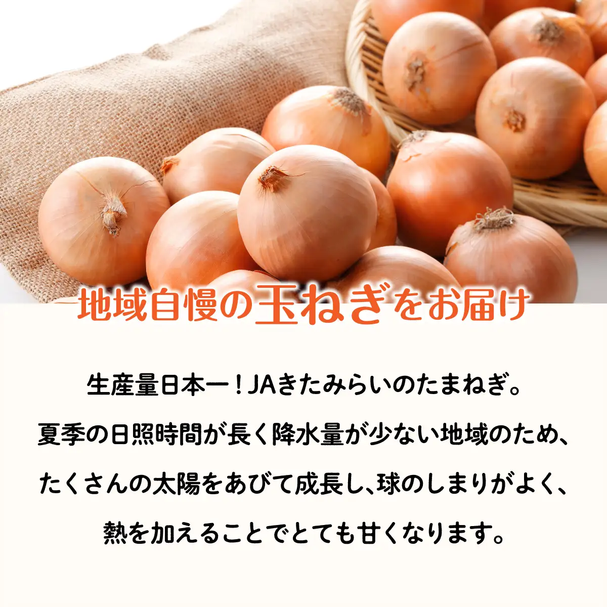 ＪＡきたみらい玉葱 約5kgOTC011