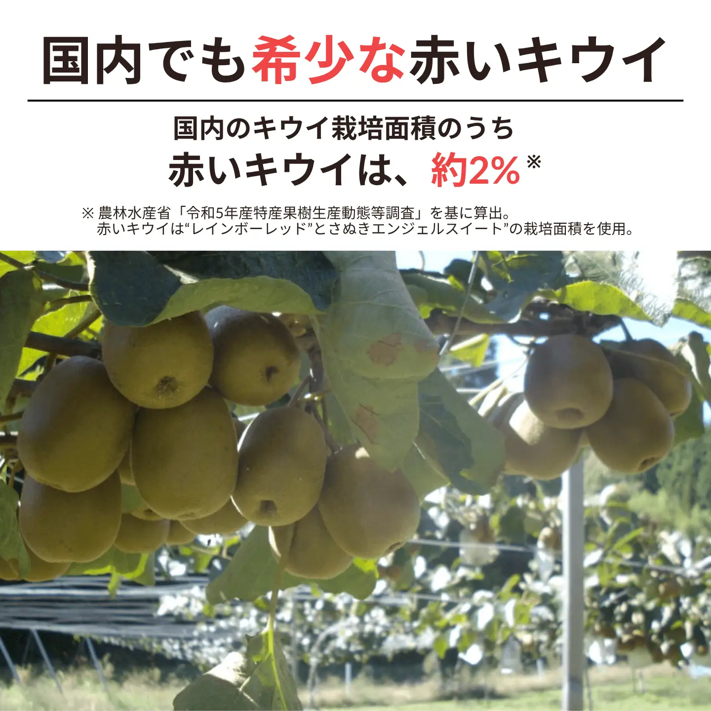【ふるさと納税】神石高原町産 高原ルビー（レッドキウイ）4〜5個入り×4パック チルド便《11月上旬から順次発送》広島県 神石高原町 果物 フルーツ キウイ 送料無料