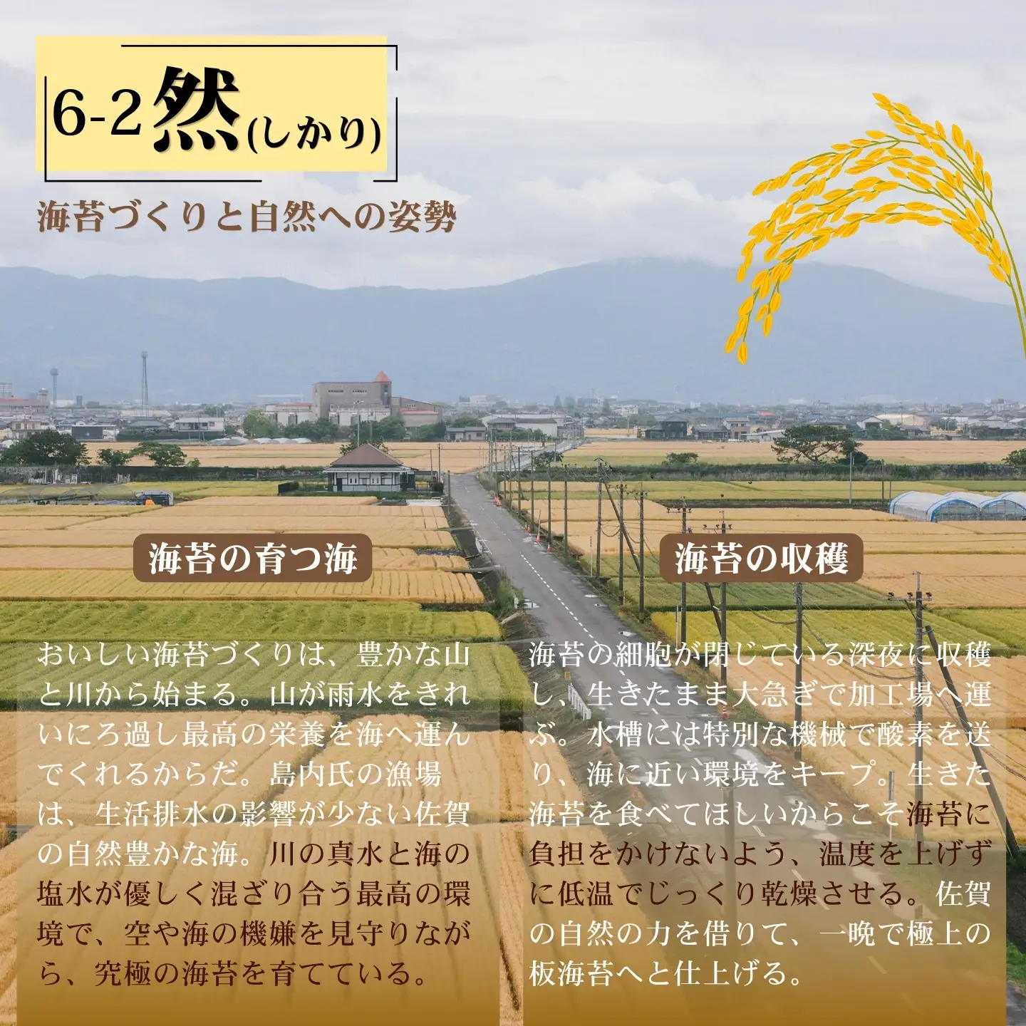 佐賀有明海産初摘み極上焼海苔：B250-035