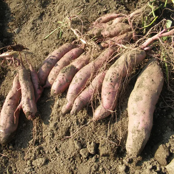 幻のさつまいも ちちぶ太白サツマイモ 約5kg 埼玉県秩父市産 No.643