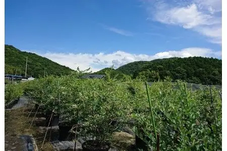 【やさしや】【加工用】淡路島 馬回集落のブルーベリー 500g【冷凍】