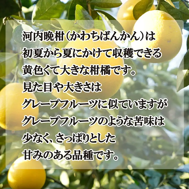 【先行予約】 訳あり 河内晩柑 5kg 愛媛県産 河内晩柑