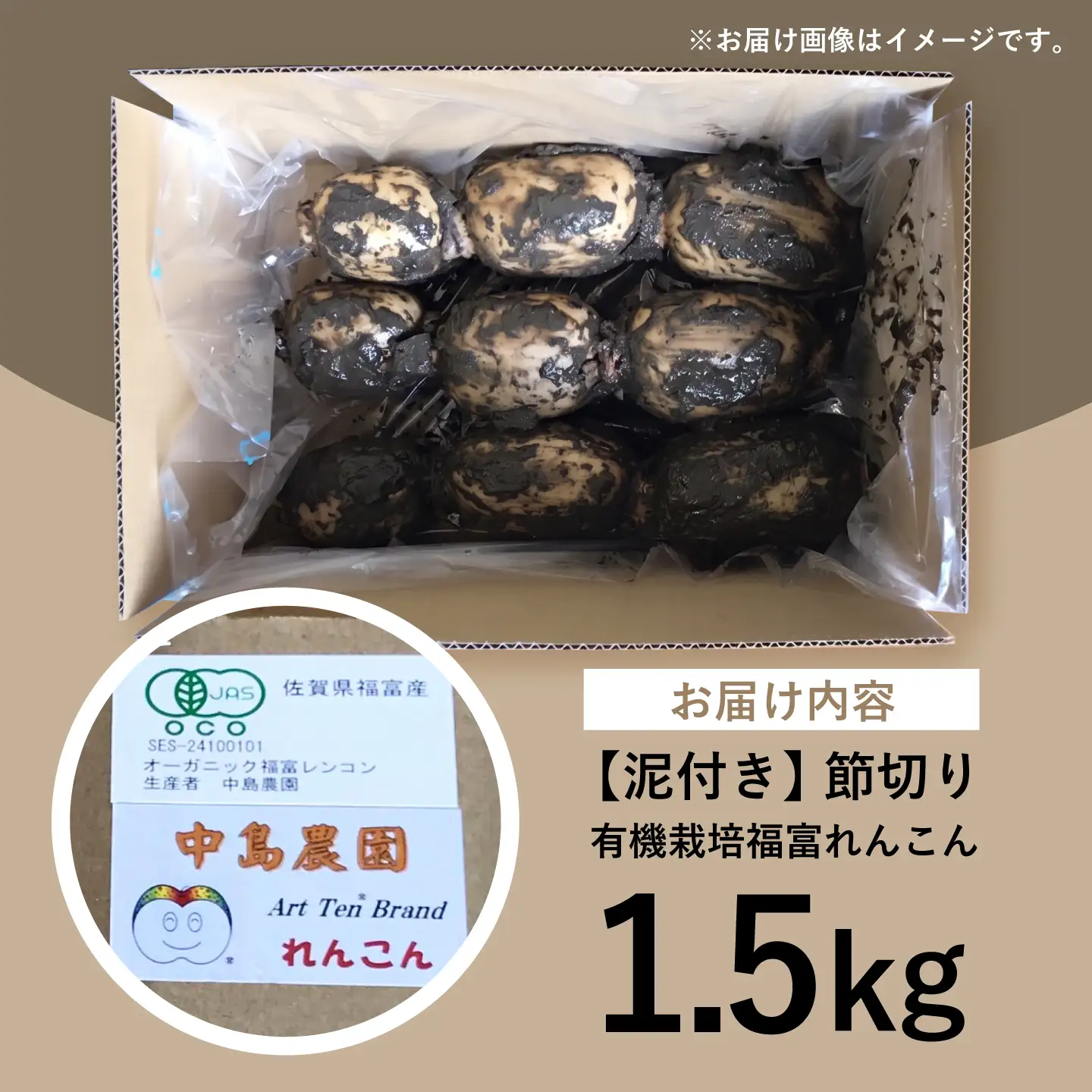 【泥付き】【2026年9月～発送】節切り 有機栽培福富れんこん1.5kg[IBC002]