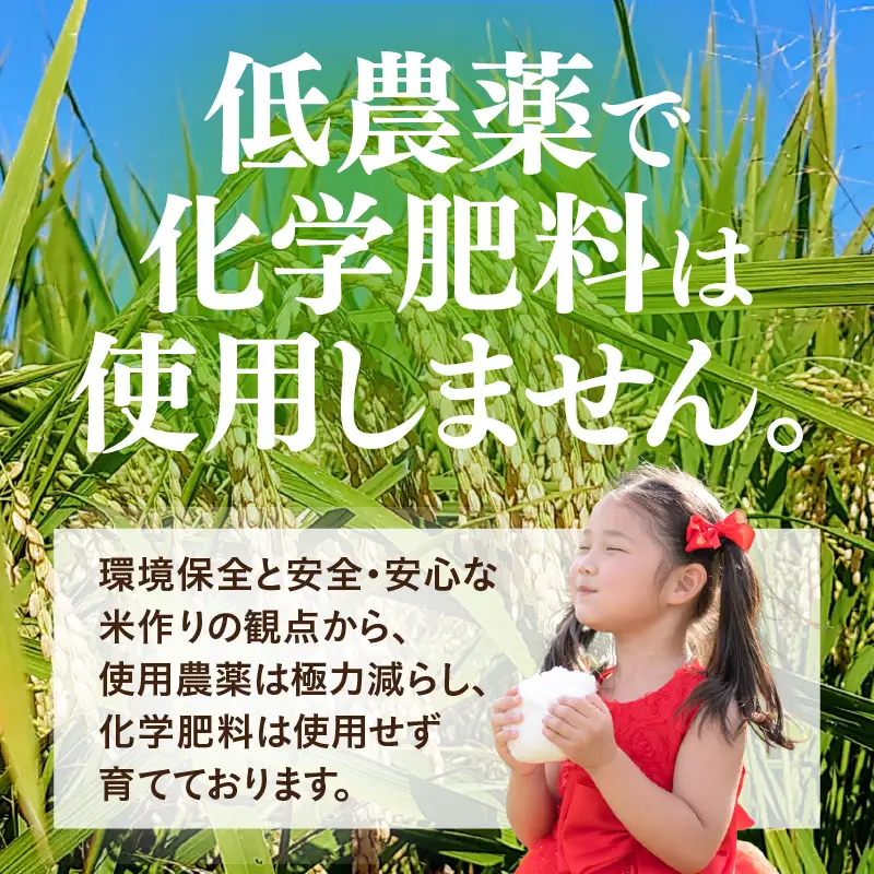 【令和8年産】定期便 ≪3ヶ月連続お届け≫ 特別栽培米 コシヒカリ 玄米 10kg×3回（計30kg） 化学肥料不使用 / 米 福井県 あわら市産 美味しい 特別栽培米 減農薬 安心な米 旨味 甘み もっちり 冷蔵保管米 [aw010-e006]