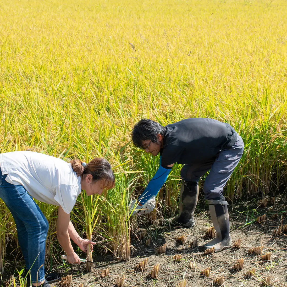 令和8年産 新米【定期便10ヶ月】「ササニシキ」無洗米 5kg×10ヶ月 山形県鶴岡市産 K-827 殿や