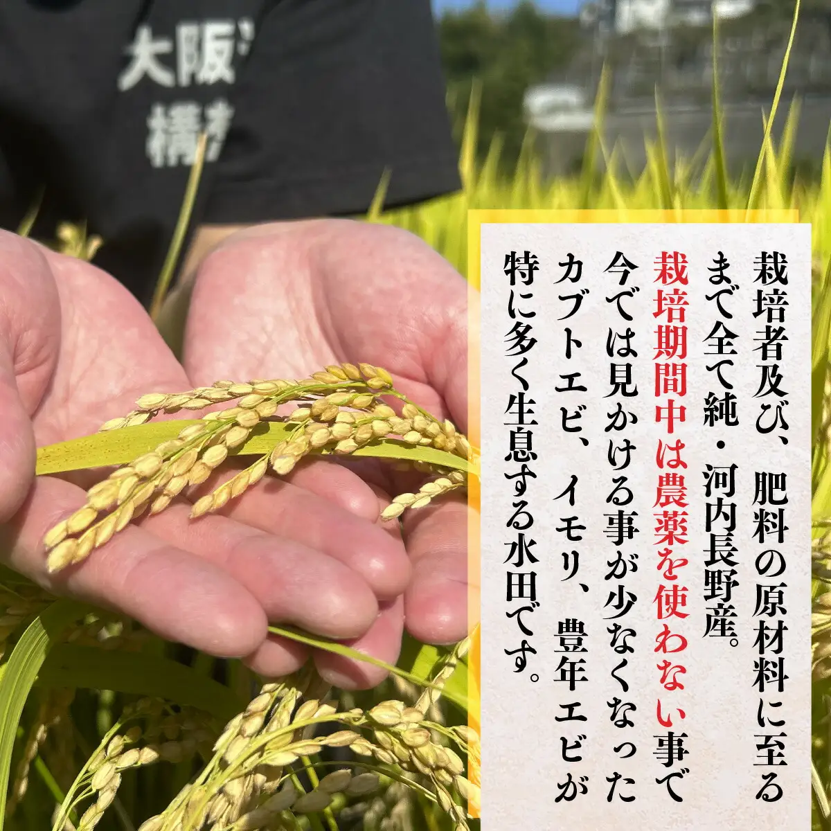 【令和8年10月10日以降順次発送】令和8年度産新米 国際コンンクール受賞 河内長野産米 (約4.5kg ×２袋) きぬむすめ 新米