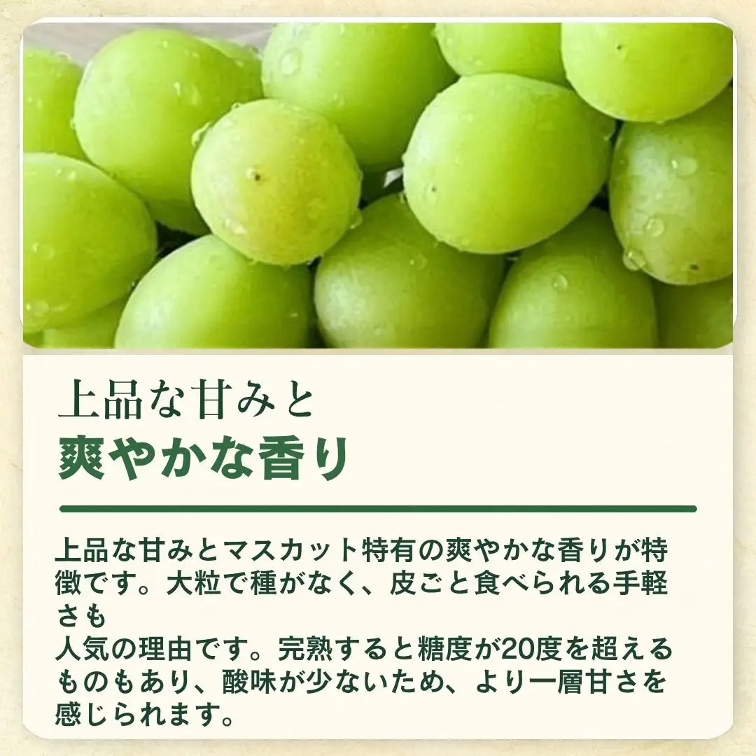【2027年先行予約】シャインマスカット1房 (約500g~約600g)｜シャインマスカット