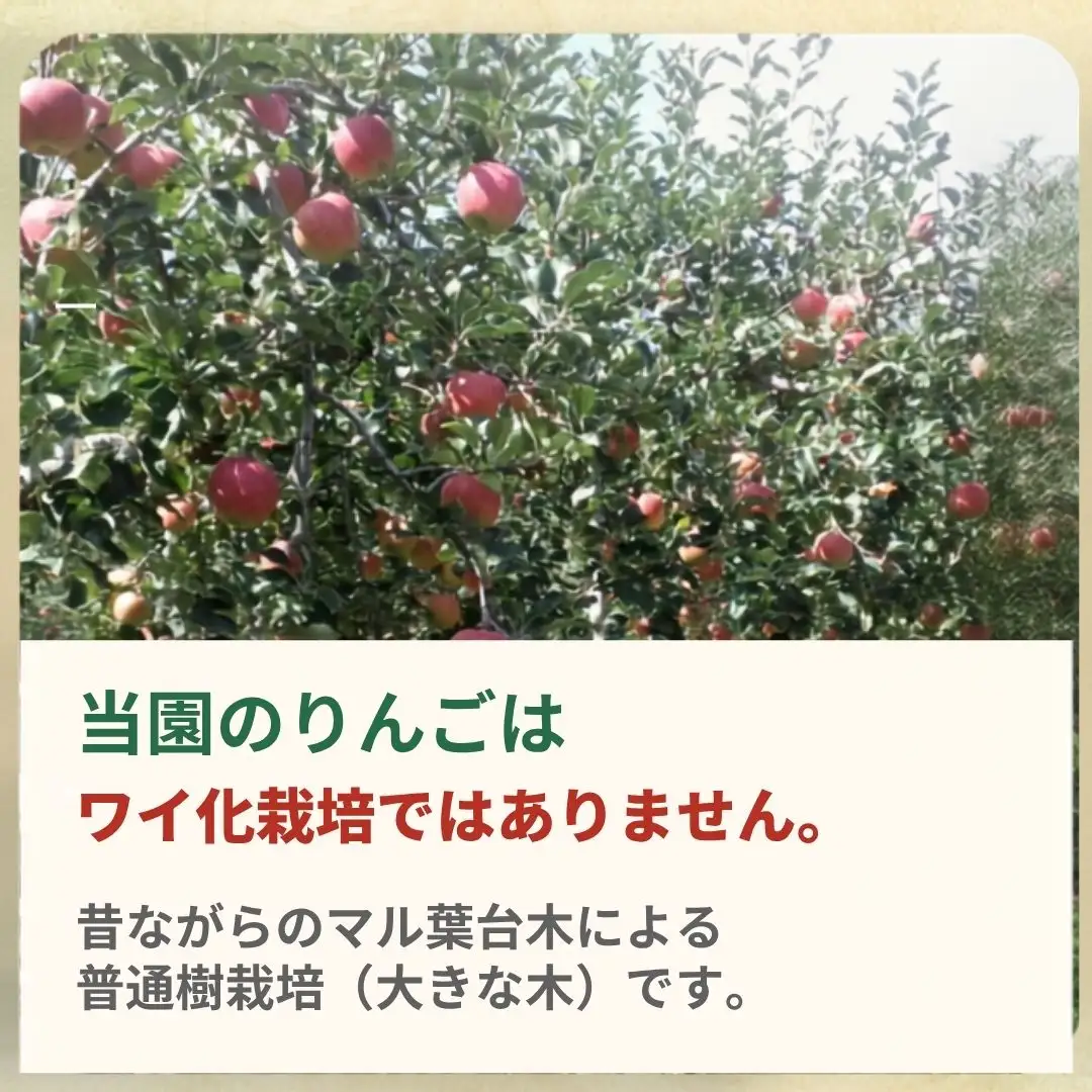 訳あり しなのスイート 家庭用 キズ有り 約3kg| りんご りんご