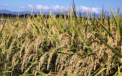 令和8年産 精米 コシヒカリ 5kg 2026年産 山形県 米沢市