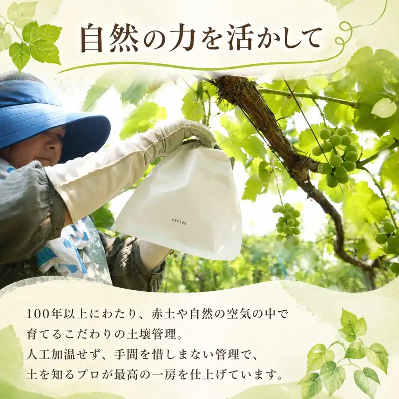 新鮮産直！シャインマスカット 贅沢セット【2027年発送】フルーツ マスカット RYE