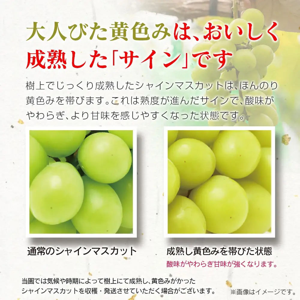 シャインマスカット 【早生7月～8月上旬発送】 計1.3kg以上 C478 | ぶどう ぶどう 種なし