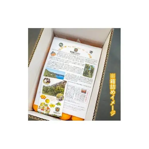 【2027年1月より発送】高知県産 立目ぽんかん 5kg 贈答用 特上品 みかん 須崎市 KJS023