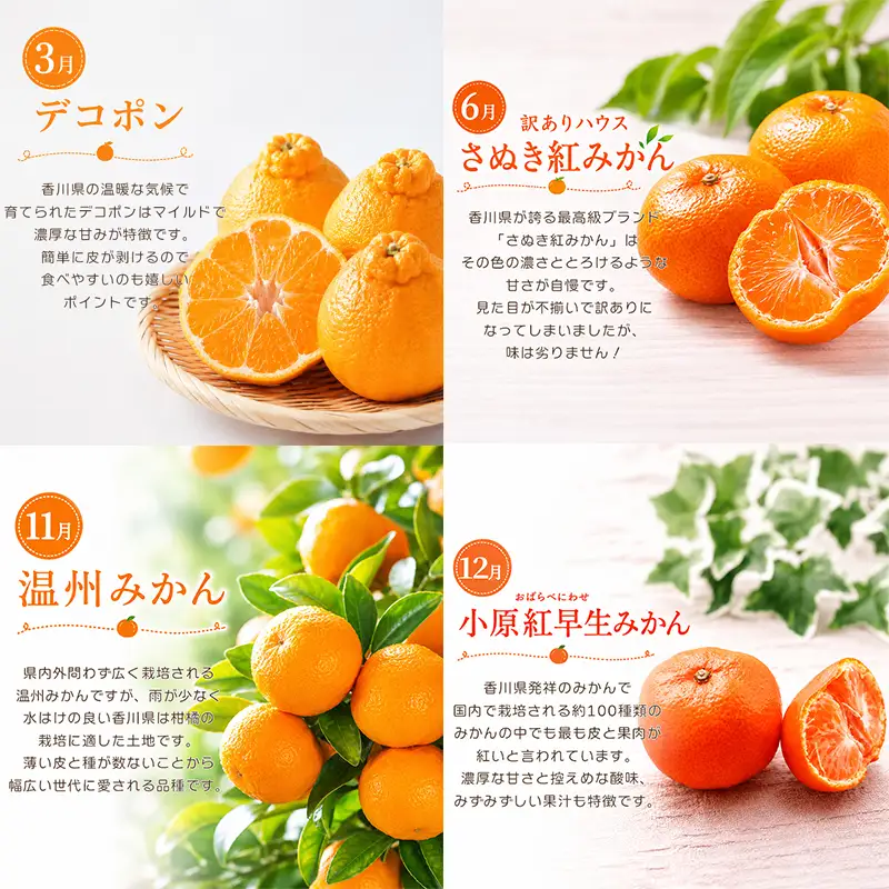 【定期便4回】 柑橘 デコポン 訳あり みかん 柑橘