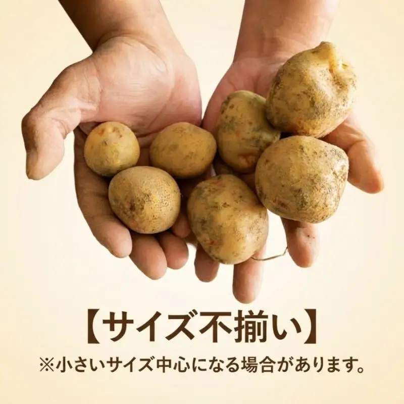 北海道産 訳あり じゃがいも きたあかり 約9.3kg 不揃い サイズ不選別 ジャガイモ 馬鈴薯 ポテト キタアカリ 芋 旬 冬 農作物 訳アリ 規格外 家庭用 北海道 お取り寄せ 産地直送 笠井ファーム 送料無料 幌加内