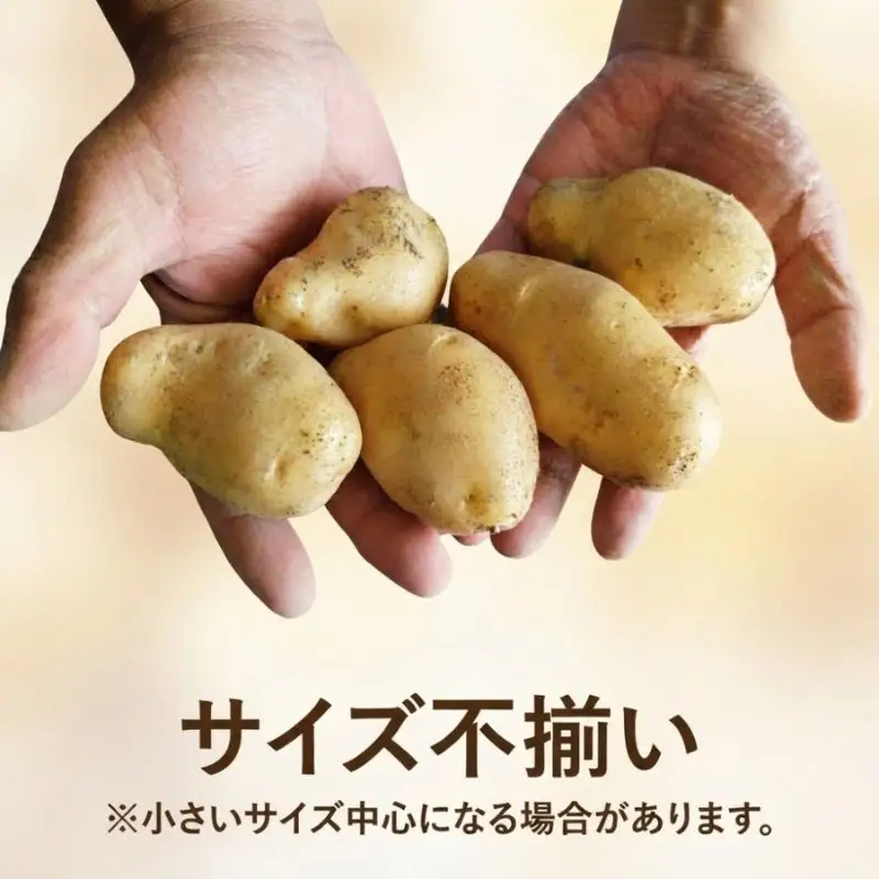 北海道産 訳あり じゃがいも メークイン 約9.3kg 不揃い サイズ不選別 ジャガイモ 馬鈴薯 ポテト 芋 いも イモ 旬 冬 農作物 訳アリ 規格外 家庭用 北海道 お取り寄せ 産地直送 笠井ファーム 送料無料 幌加内