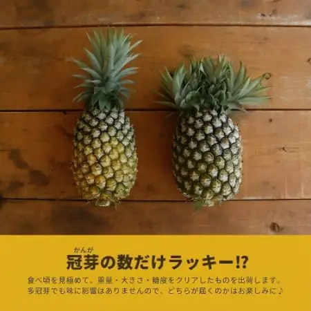 【2027年5月下旬から順次発送・ハウス栽培】パイナップルの王様 ゴールドバレル大玉1玉【配送不可地域：離島】【1789259】