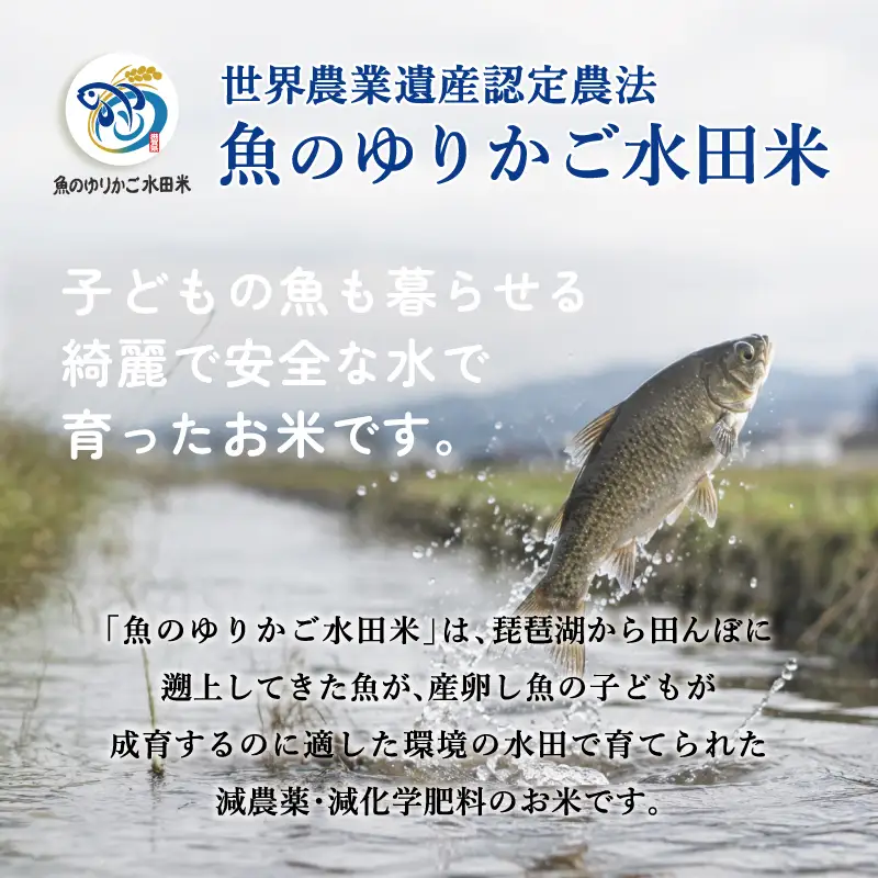 【令和8年産】 新米 きらみずき 白米 5kg 環境こだわり栽培 ひこにゃん米 有機米 魚のゆりかご水田 菜の花米 精米 ごはん ご飯 おにぎり 有機 令和8年 R8年 発送 滋賀 彦根