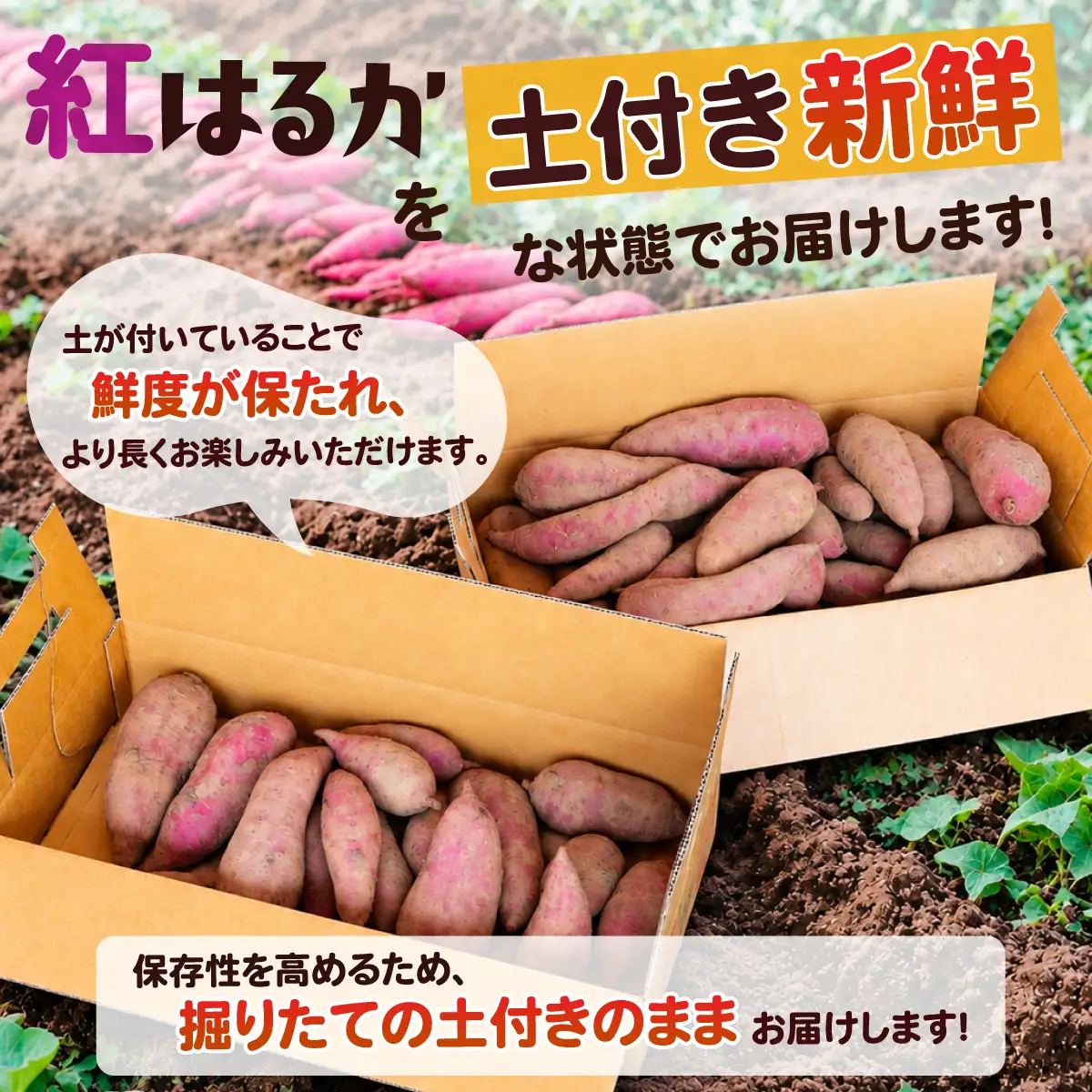 さつまいも 紅はるか サツマイモ 訳あり 5kg