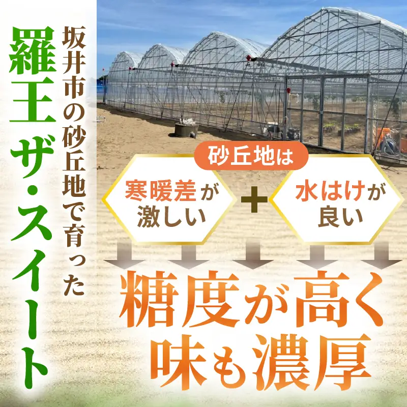 大玉スイカ (羅皇 ザ・スイート) 2L (7kg以上) 1玉 化粧箱入り 2027年7月中旬以降順次発送 すいか フルーツ [A-19112]