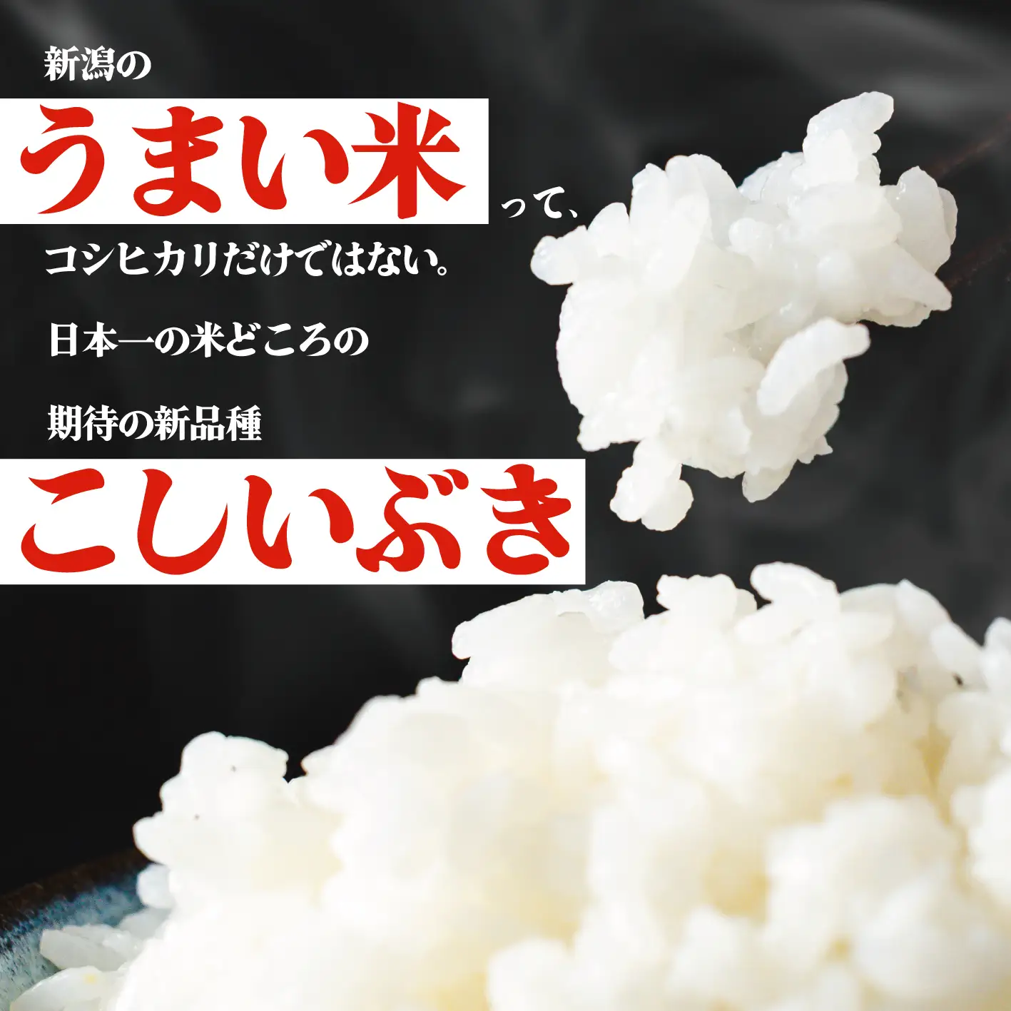 令和8年産 こしいぶき 5kg ご飯 備蓄 コメ お米 米 こめ しんまい 新潟産 新潟米 新潟県 新潟 新発田 新発田市 国産 新発田市産 斗伸 toushin061_02