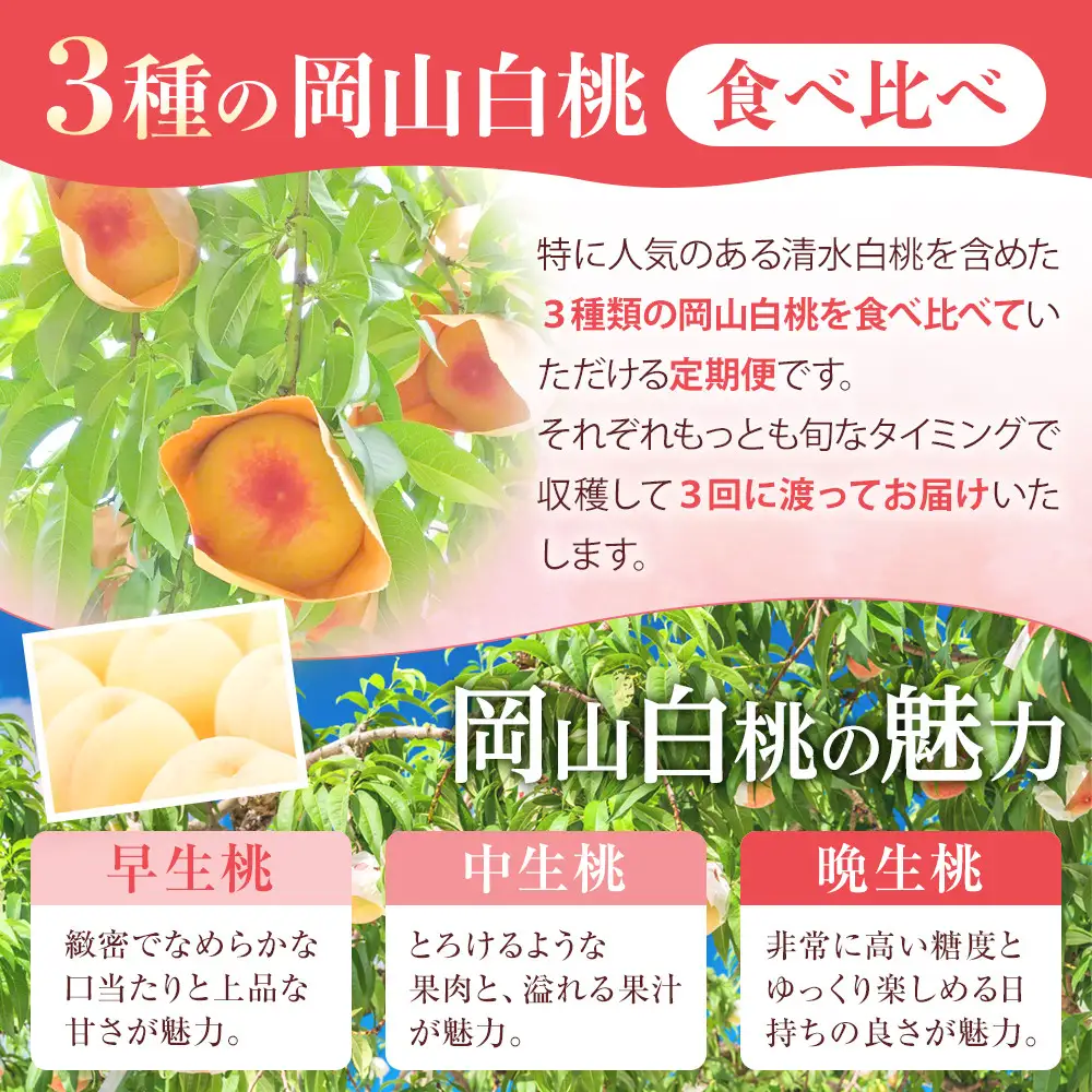 【全3回定期便】2027年 ご家庭用　清水白桃　岡山白桃 食べ比べ定期便　もも モモ 岡山県 国産 フルーツ 果物