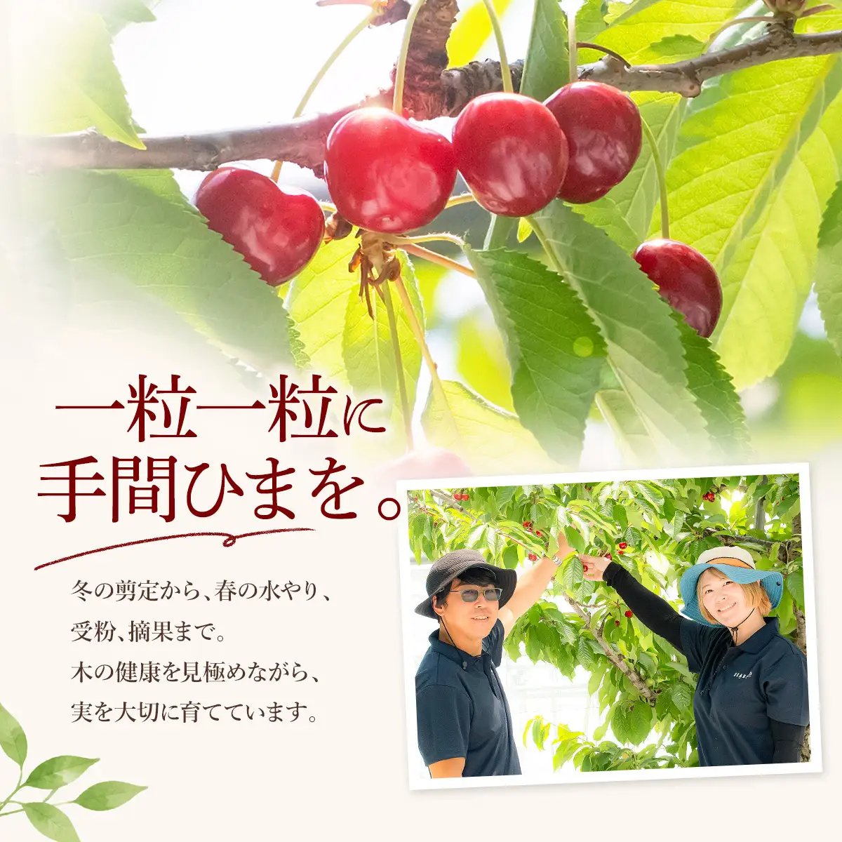 令和9年産 さくらんぼ 佐藤錦 Lサイズ以上 バラ1kg(500g×2) K-966 山形県鶴岡産 利右衛門ファーム