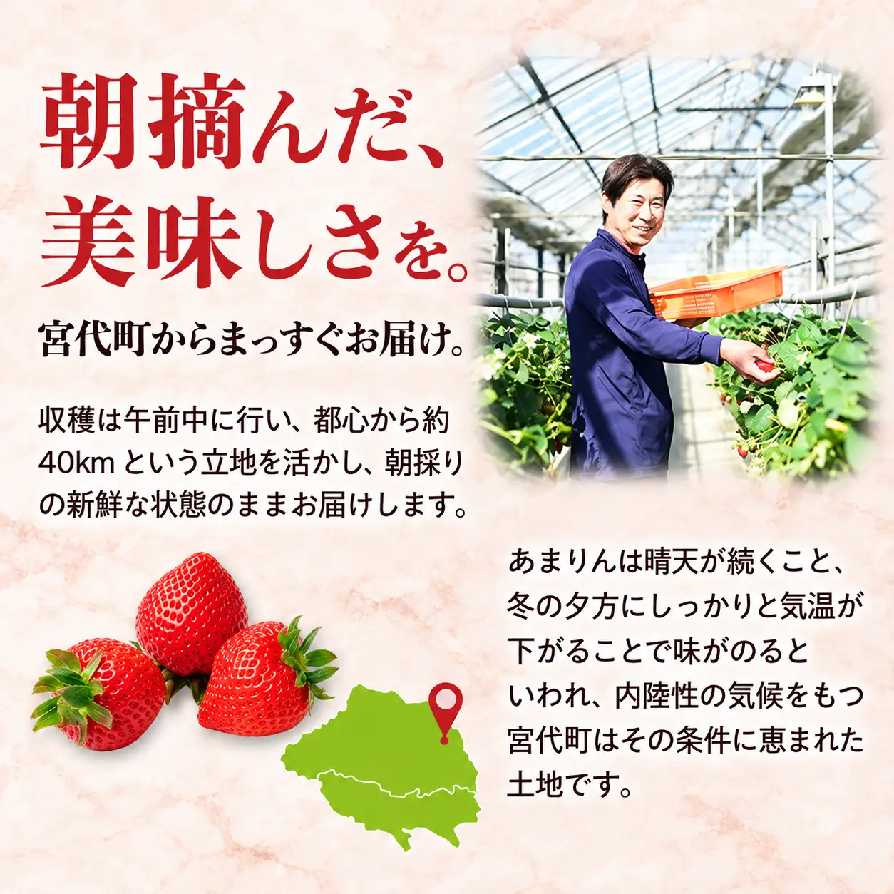 【先行予約】いちご あまりん 1kg 中野農園 あまりん