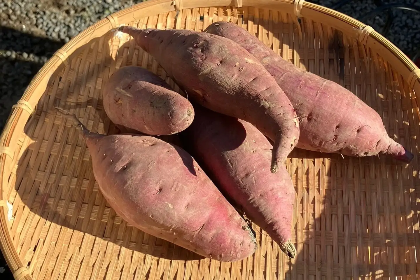 【農家の魂を込めて育てた】國吉農園の自然栽培 干し芋(100g×15パック） KN-21