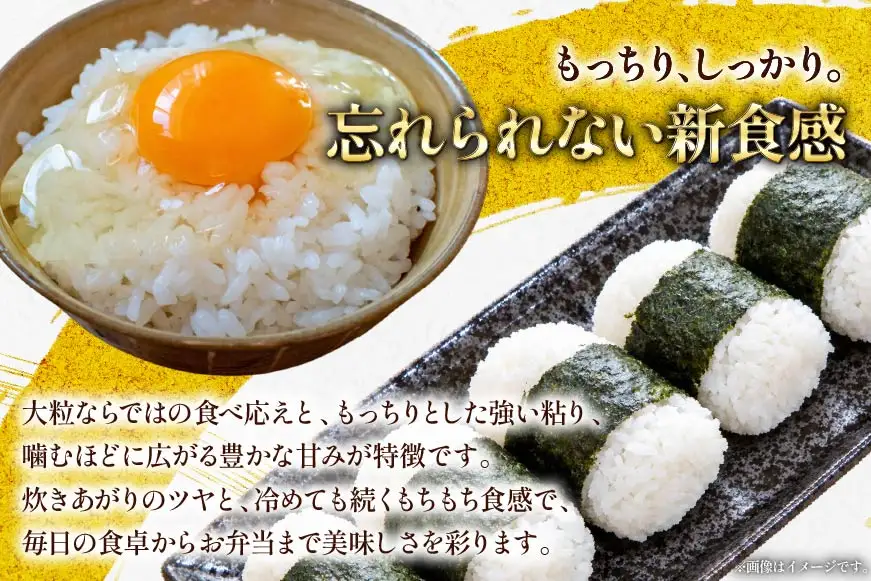 米 定期便 3回 令和8年産 にじのきらめき 10kg(5kg×2)