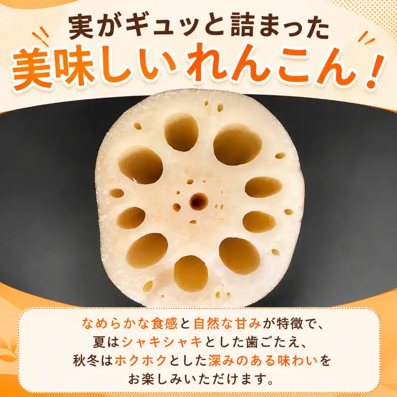 【朝採れ・産地直送】水掘り 洗いれんこん 1.5kg
