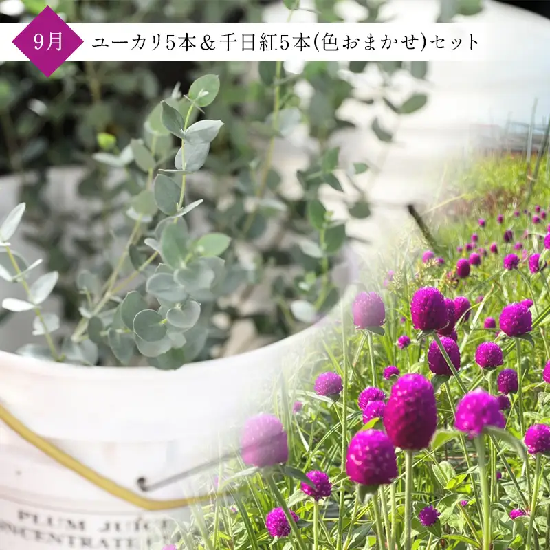 【2027年先行予約】【定期便3回】季節の切り花定期便(7月紅花、9月ユーカリ＆千日紅、11月ストック＆ユーカリ) F2Y-7084