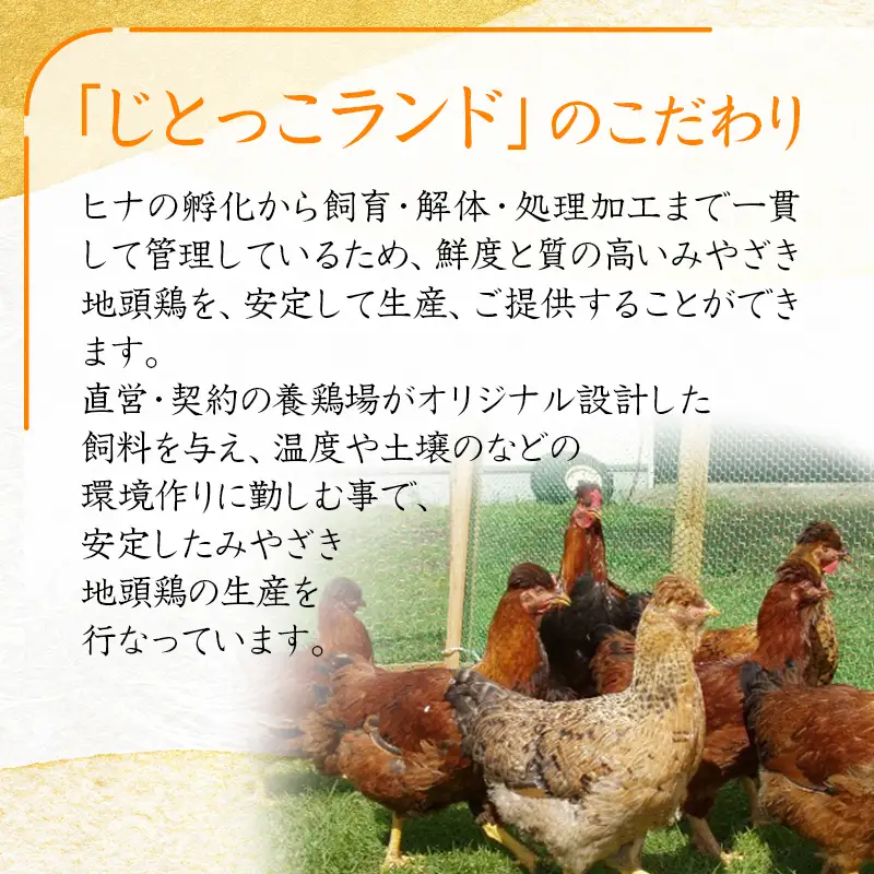 「みやざき地頭鶏」1羽セット 鍋用特製スープ付＜50-2a＞地鶏鍋 ブランド地鶏