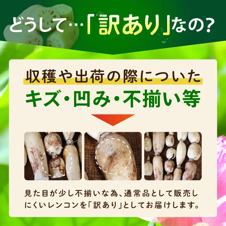 訳あり れんこん 2kg 蓮根 レンコン 野菜 エコ栽培 国産 茨城県産 茨城県 阿見町 新鮮 農家直送 産地直送 （89-03）