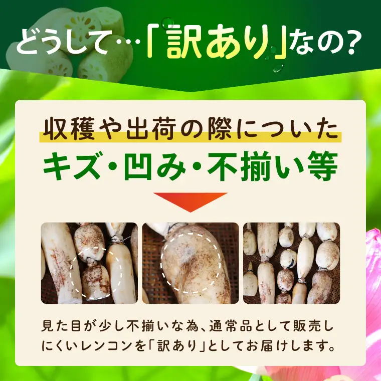 訳あり れんこん 4kg 蓮根 レンコン 野菜 エコ栽培 国産 茨城県産 茨城県 阿見町 新鮮 農家直送 産地直送 （89-04）