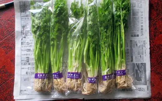 【ふるさと納税】秋セリ 100g × 5 55P079001 【赤坂実】