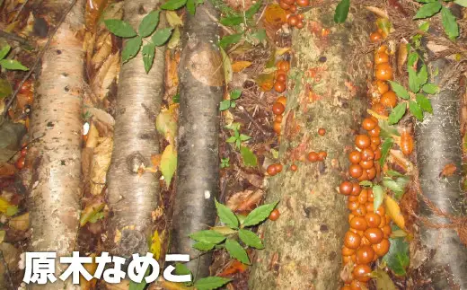 山中栽培の原木きのこ ２点セット 75P079004 【赤坂実】