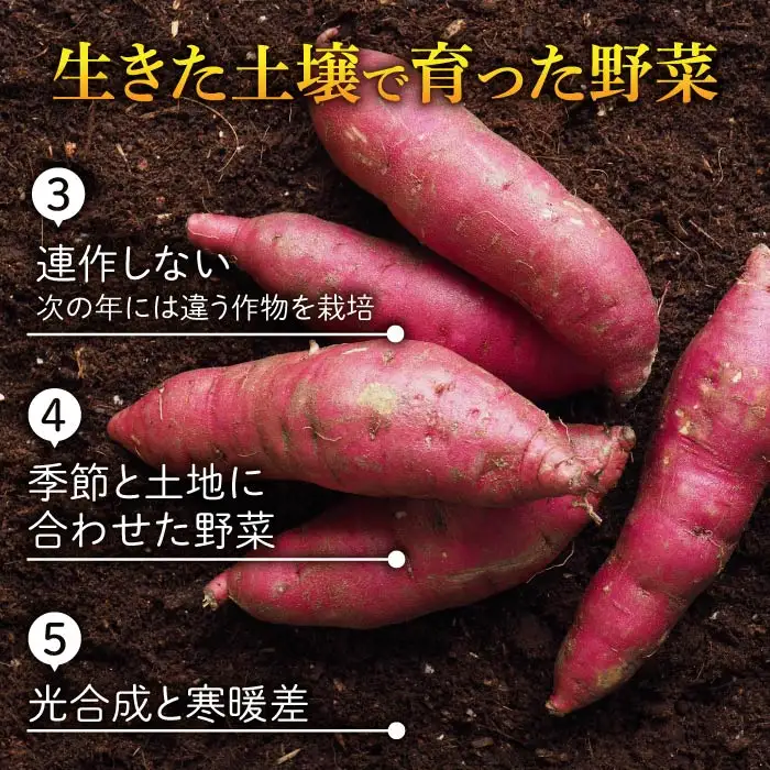 【不揃い】生きた土壌で育った『蜜芋 紅はるか 5kg』｜里山JAPAN さつまいも