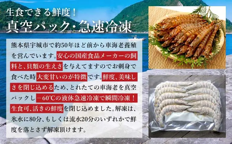 令和8年熊本地震復興支援 車海老 熊本県産急速冷凍 海老 2kg (70～100尾) 【2026年11月上旬から発送】