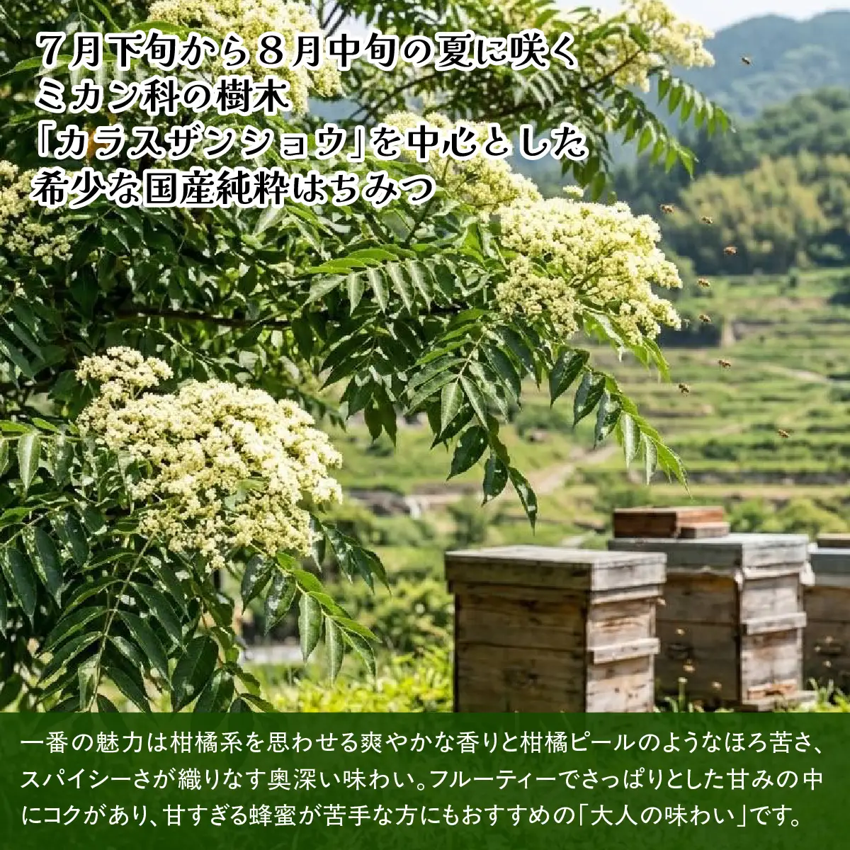 愛媛県産　百花蜜220ｇ×２パック【74-3】　YWTAR003